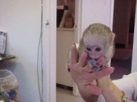 572232-capuchin1111.jpg