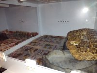 PMHerps_BB3.jpg