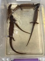 IMG_4900.jpg