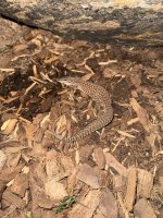 IMG_2598.jpeg