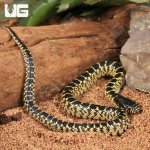 ug_baby_desert_kingsnake_4.jpg