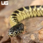 ug_baby_desert_kingsnake_3.jpg