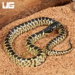 ug_baby_desert_kingsnake_2.jpg