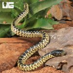 ug_baby_desert_kingsnake_1.jpg