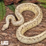ug_Male_Dragonfly_Ball_Python_4.jpg