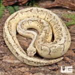 ug_Male_Dragonfly_Ball_Python_3.jpg