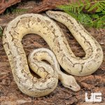 ug_Male_Dragonfly_Ball_Python_2.jpg
