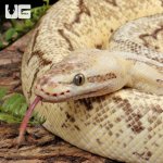ug_Male_Dragonfly_Ball_Python_1.jpg