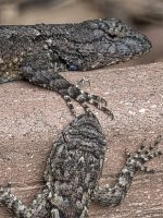 fence lizards 12172025 01.jpg