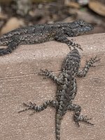 fence lizards 12172025 02.jpg