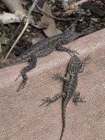 fence lizards 12172025 03.jpg