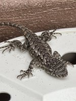 fence lizards 12172025 04.jpg