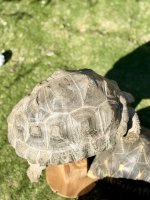 IMG_2342.jpg