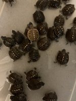 IMG_0274.jpeg
