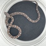 20250810235936.912-IMG_0843.HEIC-710x710h.jpg