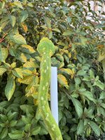 IMG_1735.jpeg