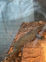 IMG_0547.jpeg
