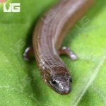 ug_Supple Skink_4.jpg