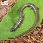 ug_Supple Skink_3.jpg