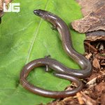 ug_Supple Skink_2.jpg