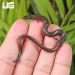 ug_Supple Skink_1.jpg