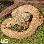 ug_Male Albino Gopher Snake_4.jpg