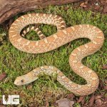 ug_Male Albino Gopher Snake_3.jpg