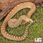 ug_Male Albino Gopher Snake_2.jpg