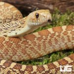 ug_Male Albino Gopher Snake_1.jpg