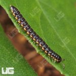 ug_Greenhouse Millipede_4.jpg