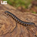 ug_Greenhouse Millipede_3.jpg