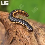 ug_Greenhouse Millipede_2.jpg