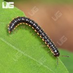 ug_Greenhouse Millipede_1.jpg