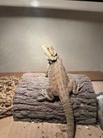 IMG_9542.jpeg