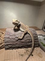 IMG_9543.jpeg
