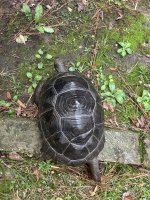 IMG_1868.jpeg