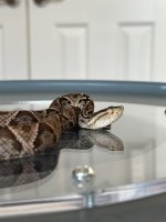 IMG_2272.jpeg