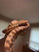 IMG_8206.jpeg