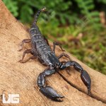 ug_Pygmy Wood  Scorpion_4.jpg