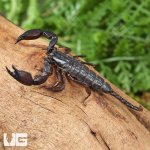 ug_Pygmy Wood  Scorpion_3.jpg