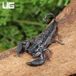 ug_Pygmy Wood  Scorpion_2.jpg