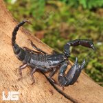 ug_Pygmy Wood  Scorpion_1.jpg