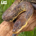 ug_Macklot's_python_4.jpg