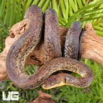 ug_Macklot's_python_3.jpg