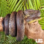 ug_Macklot's_python_2.jpg