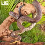 ug_Macklot's_python_1.jpg