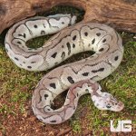 ug_Baby Male Pastel VPI Axanthic Clown Het Cryptic Ball Python_4.jpg