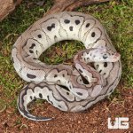 ug_Baby Male Pastel VPI Axanthic Clown Het Cryptic Ball Python_3.jpg