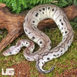 ug_Baby Male Pastel VPI Axanthic Clown Het Cryptic Ball Python_2.jpg