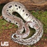 ug_Baby Male Pastel VPI Axanthic Clown Het Cryptic Ball Python_1.jpg
